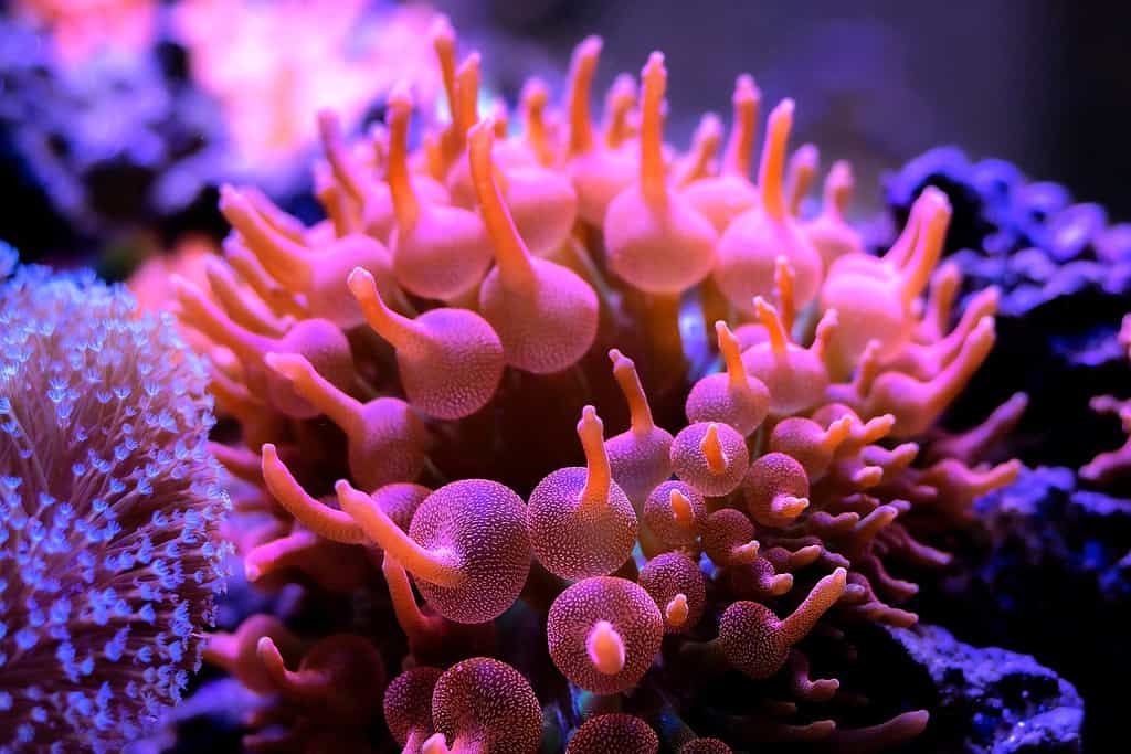 5 Types Of Orange Anemones - A-Z Animals