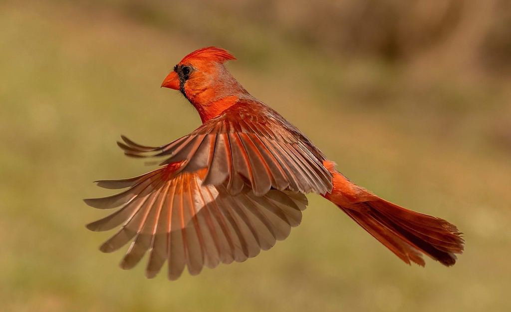 Northern Cardinal is beautiful bird