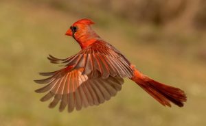 Discover the 5 Best Types of Cardinal Bird Feeders Picture