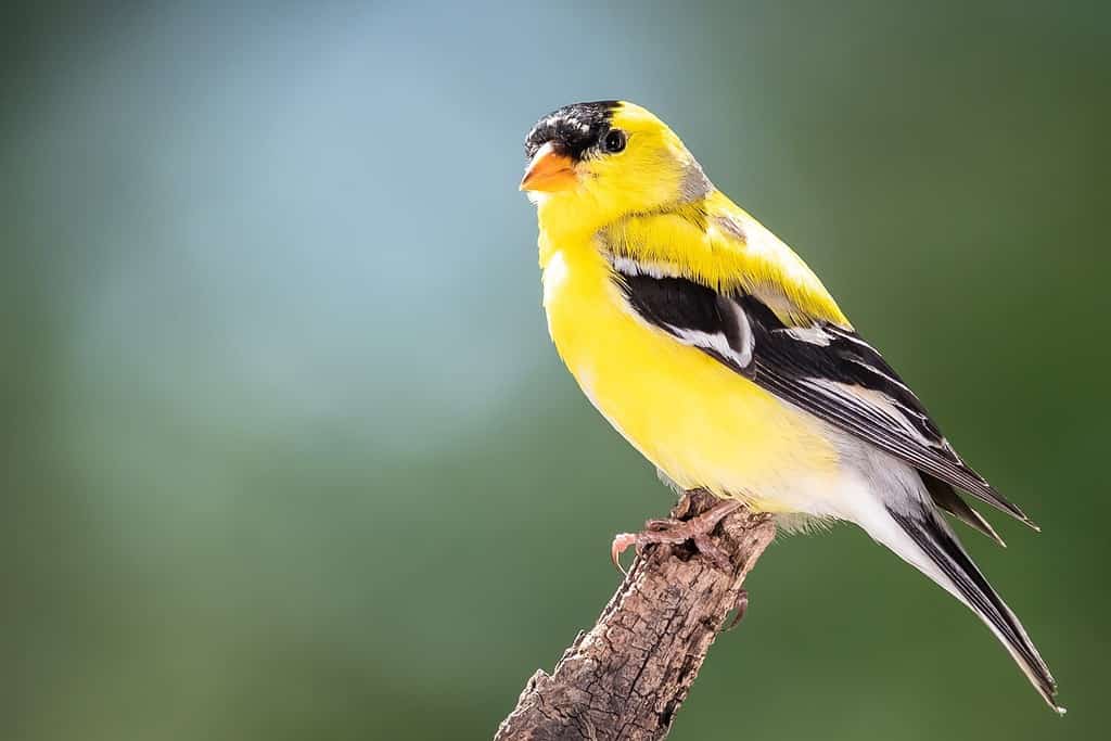 American Goldfinch Perched in the Tree Branches