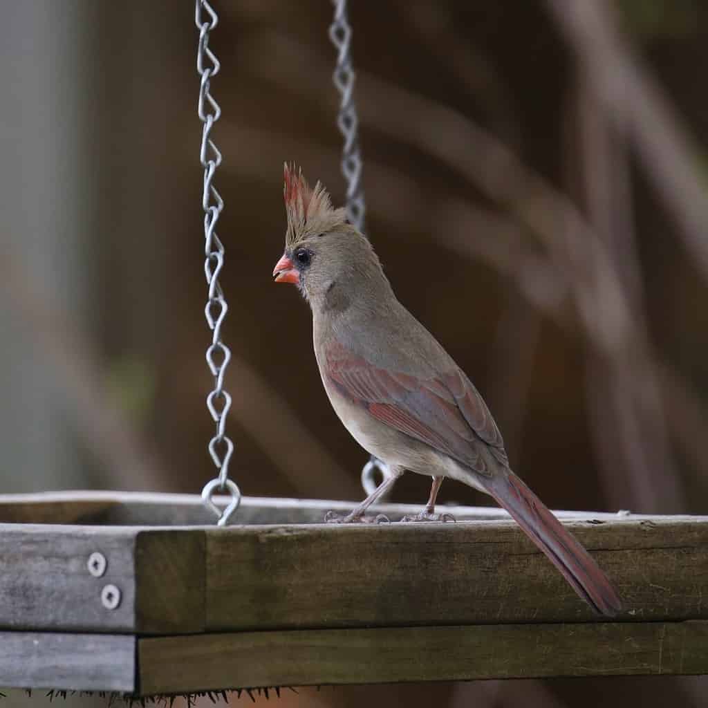 Northern Cardinal (female) (cardinalis cardinalis) perched on a hanging bird feeder tray