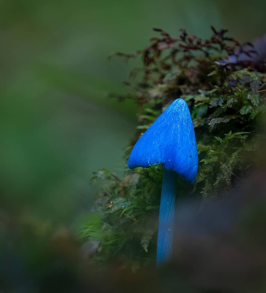 Blue mushroom (Entoloma hochstetteri) on forest habitats in the Rotorua district. Vertical format.