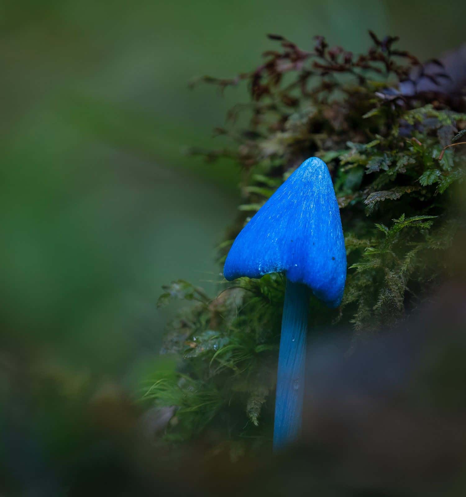 Blue mushroom (Entoloma hochstetteri) on forest habitats in the Rotorua district.  Vertical format. 