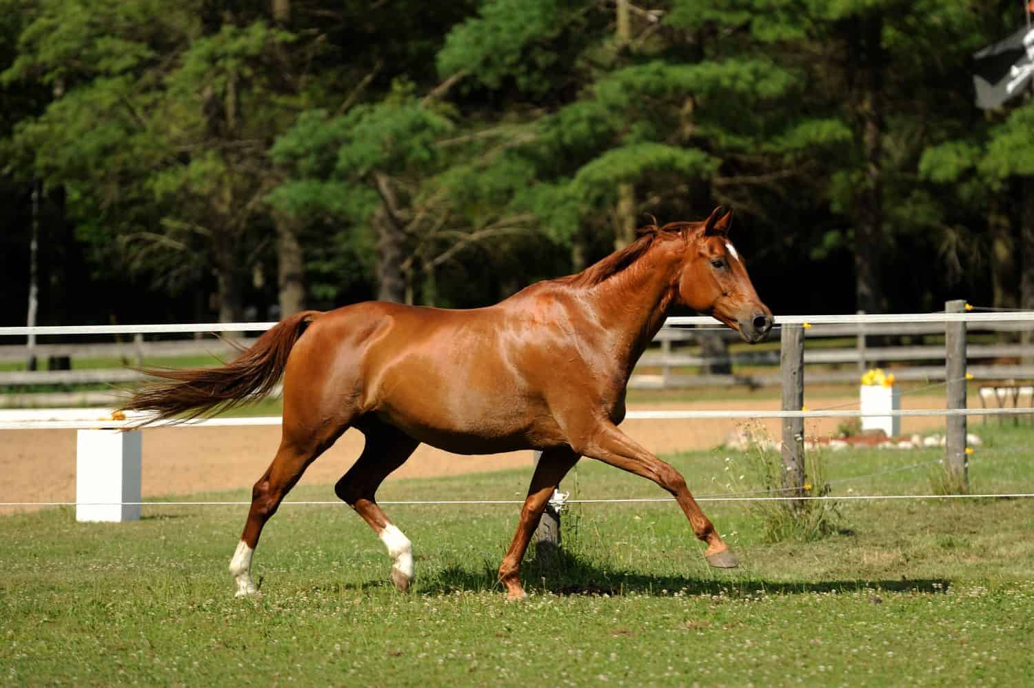 chestnut horse purebred oldenburg horse free running in field paddock or pen green grass green trees in background horizontal format room for type purebred electric fence in background action horse 