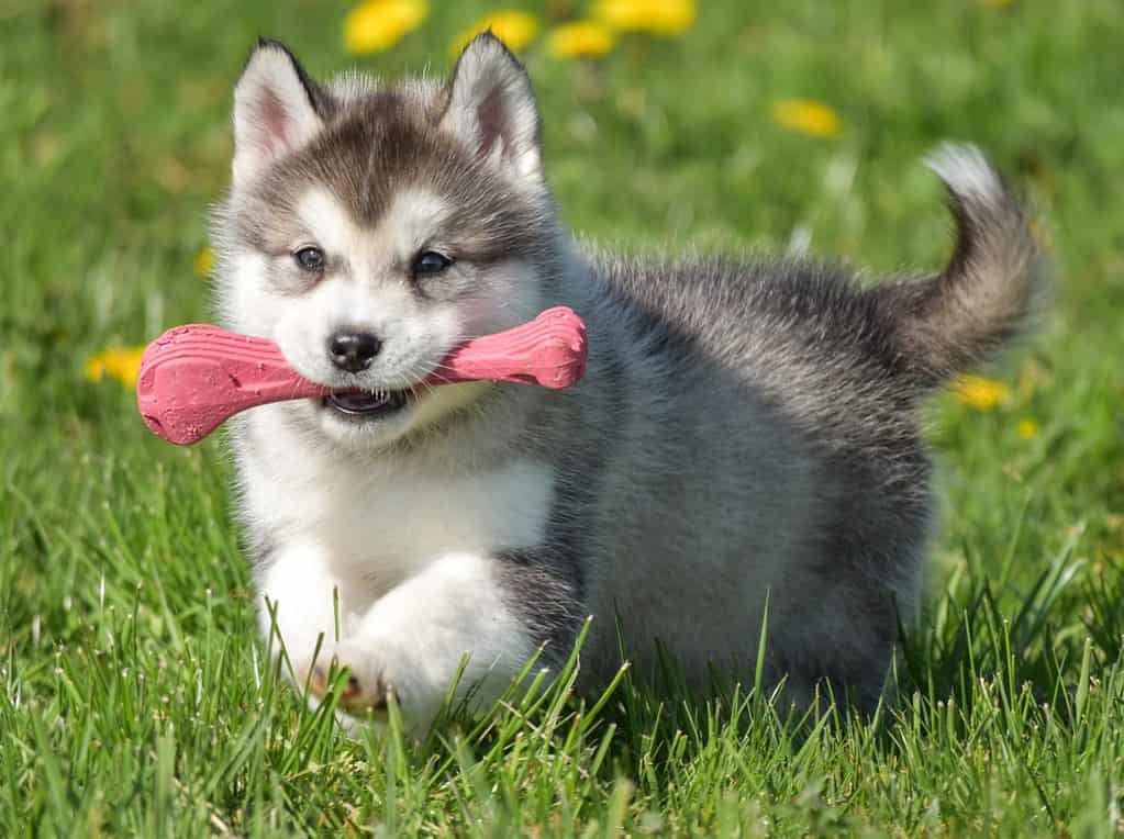 husky alaskan malamute pomski puppy run with toy on grass