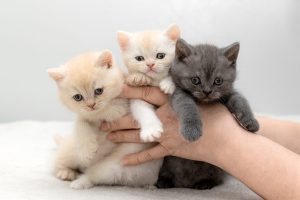 Discover Why You Should Adopt Two Kittens Instead of One Picture