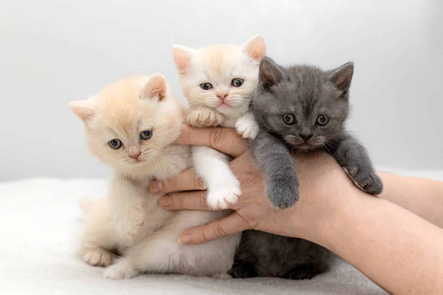 British kittens blue and cream color poses in their hands