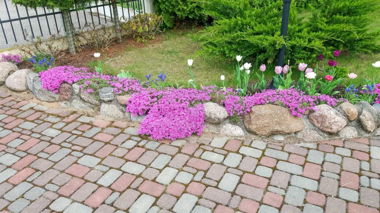 Pavement of tiles and a border of stones, overgrown with red phlox flowers