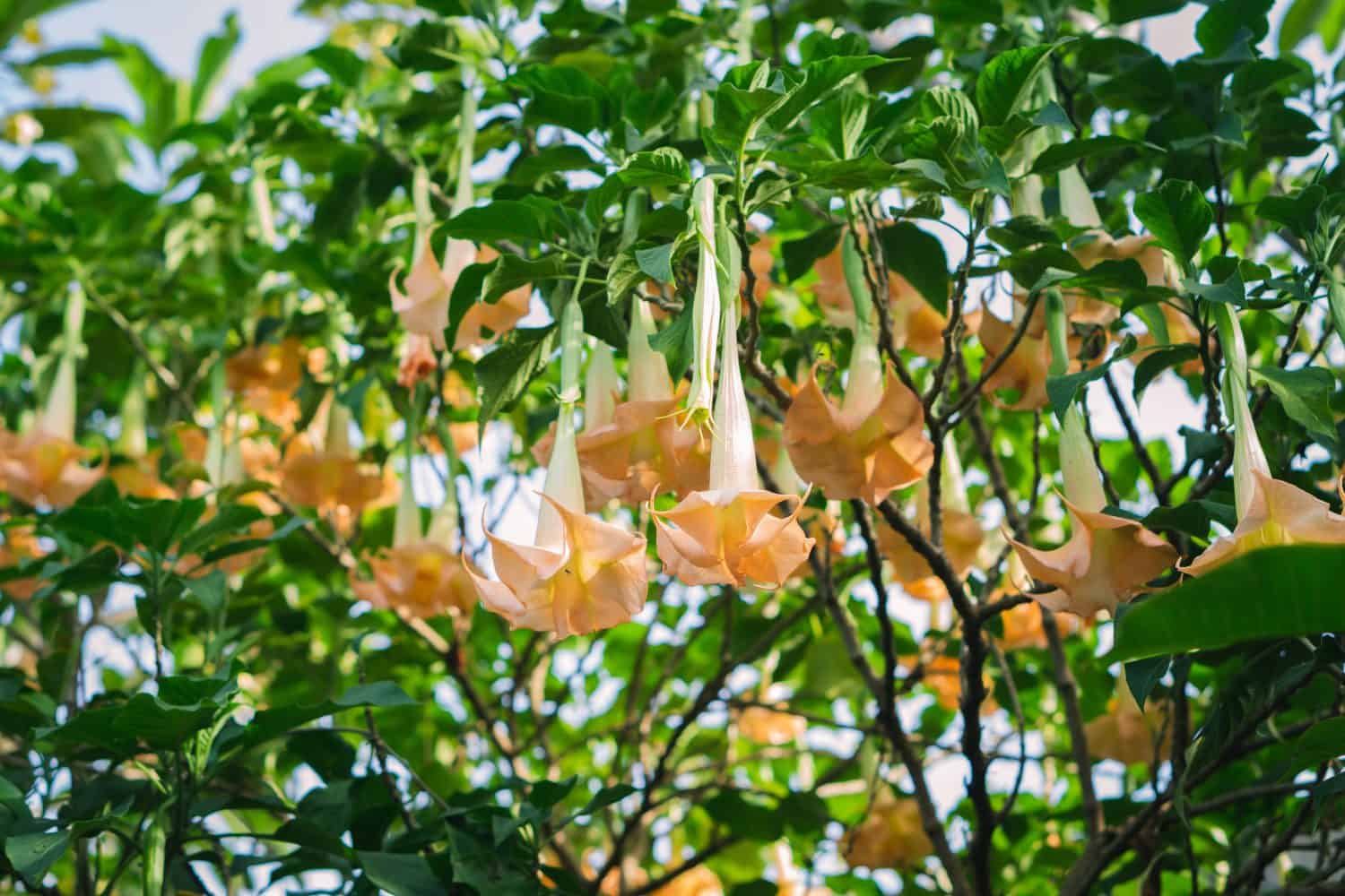 Brugmansia Arborea flowers or Angles Trumpet flower on a sunny day