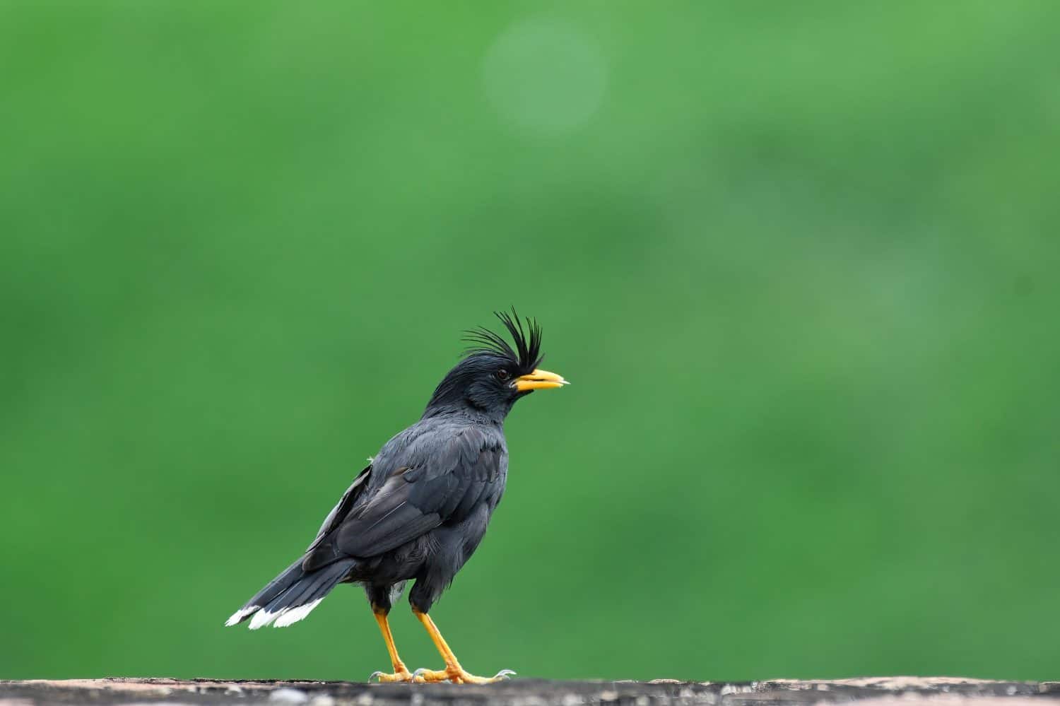 Side view of the great myna on ground 