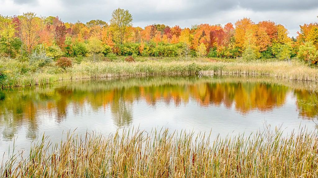 Autumn Reflection on North Dogwood Pond, Rouge River, Woodland Hills Nature Park, Farmington Hills, Michigan