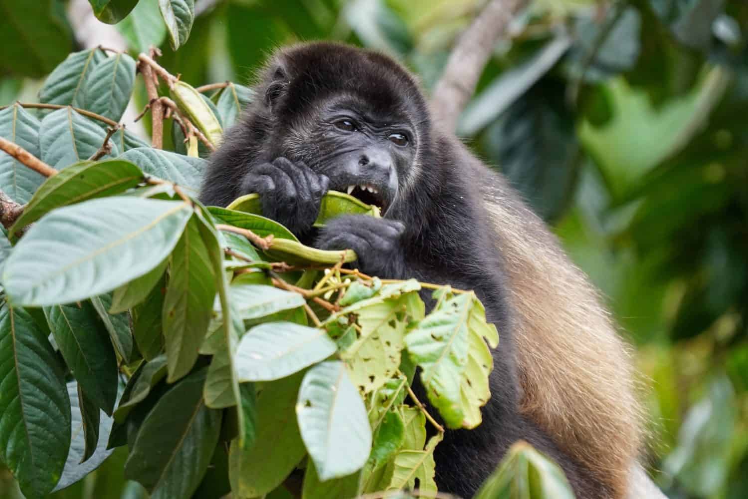 Golden-mantled Howler Monkey eating leaves in Costa Rica