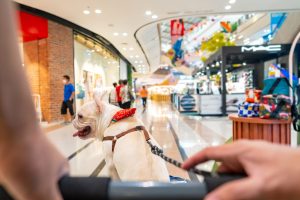 Are Dogs Allowed In Malls? 10 Important Rules to Know Picture