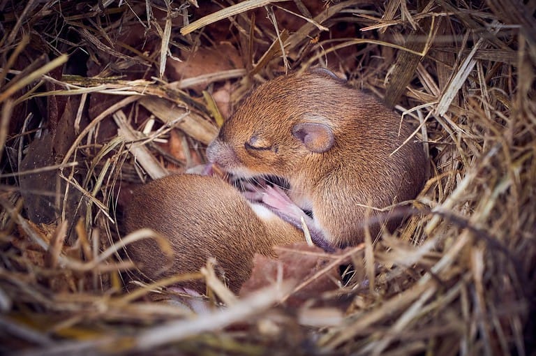 Baby mice sleeping in nest in funny position (Mus musculus)