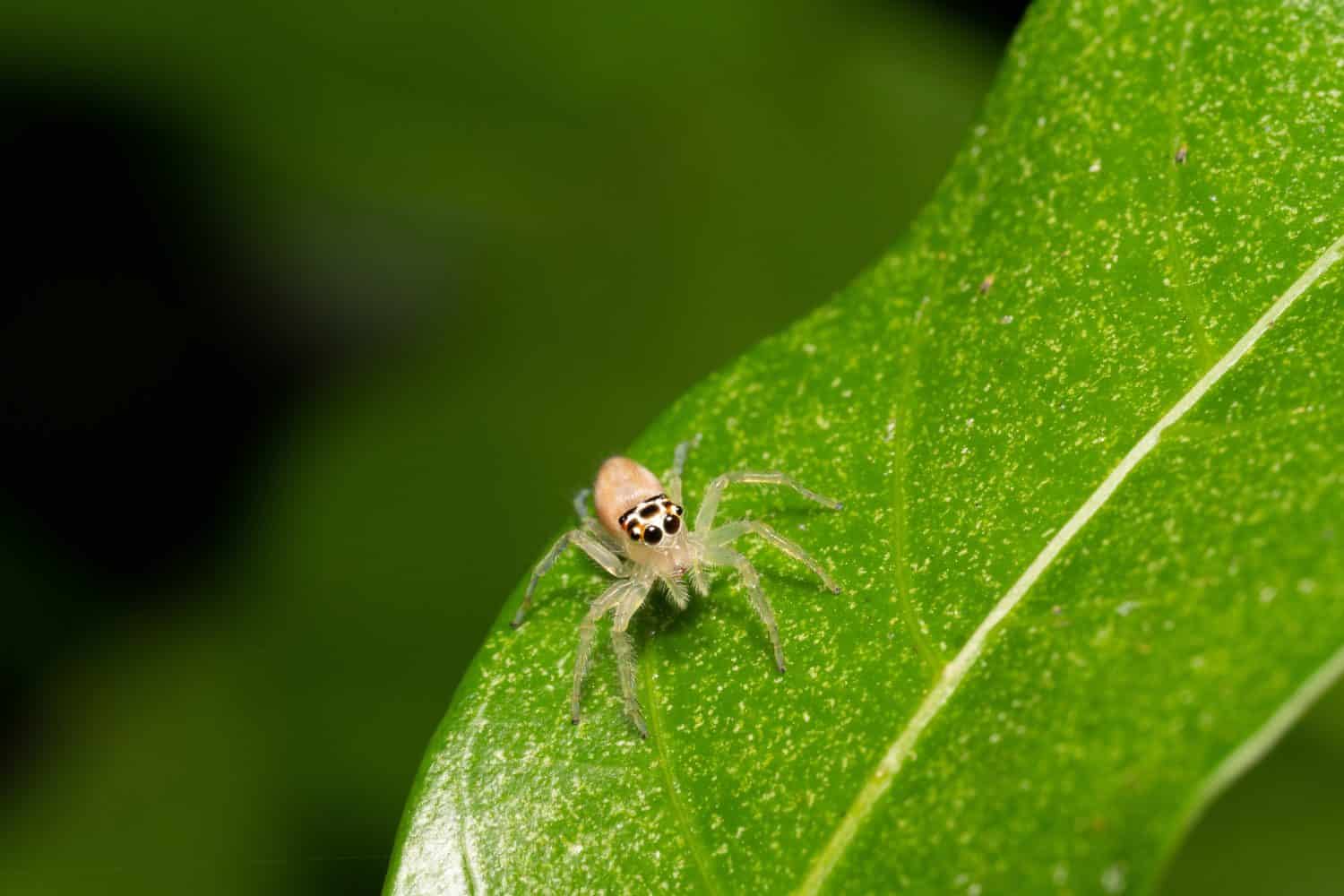 wild life colorless baby jumping spider