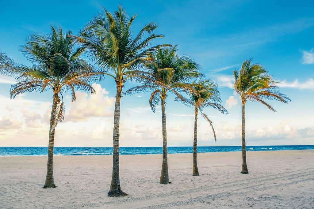 Florida empty beach landscape with five palm trees and ocean at sunset