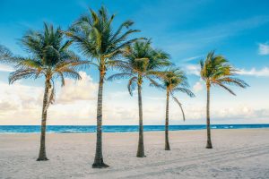 Discover 14 Types of Palm Trees in Florida Picture