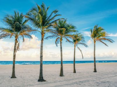 A Discover 14 Types of Palm Trees in Florida