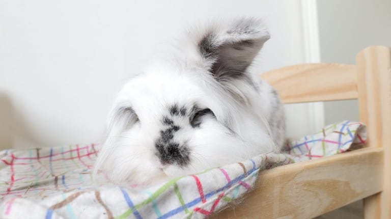 White bunny with black spots sleeping on a rabbit bed