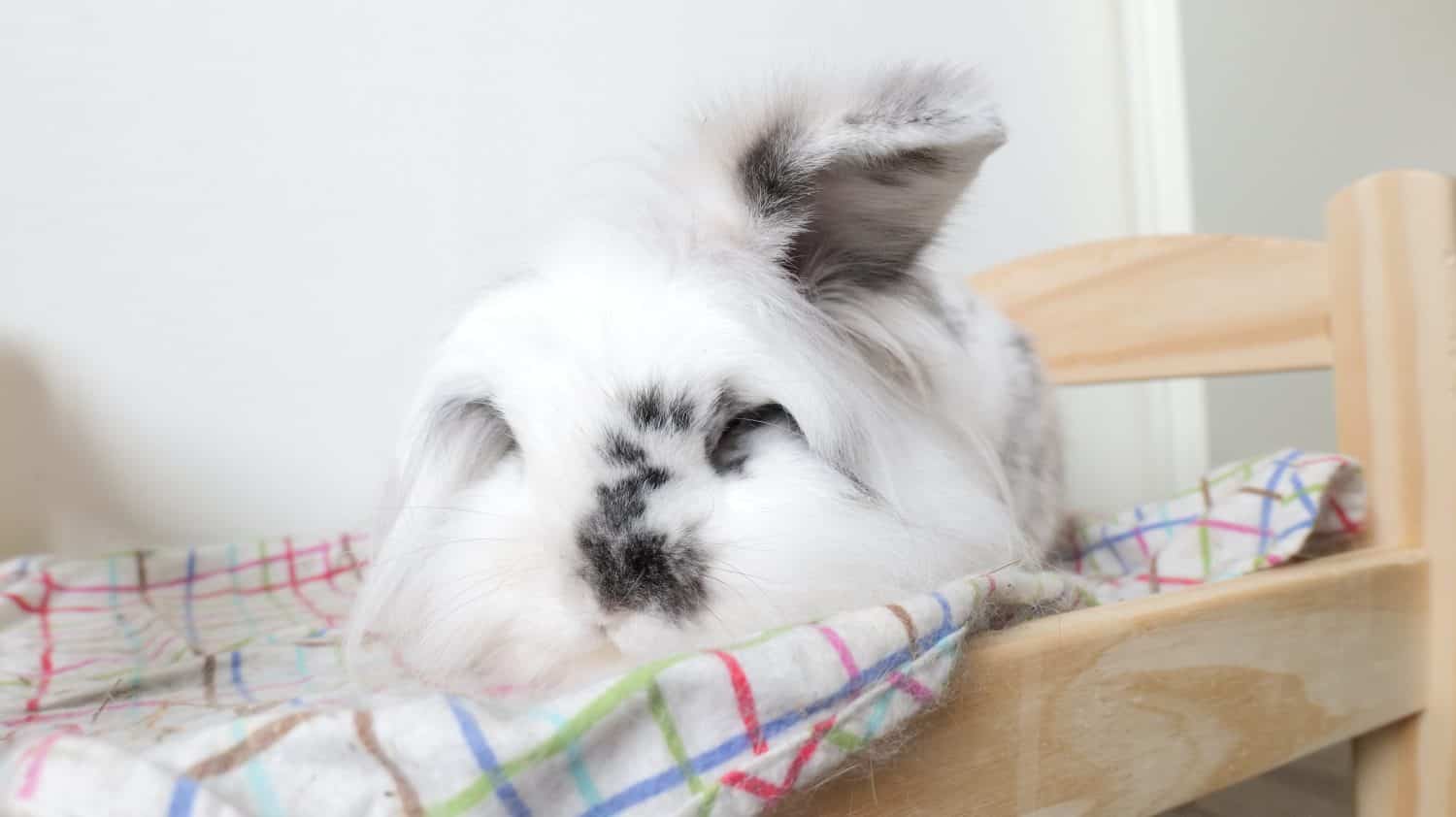 White bunny with black spots sleeping on a rabbit bed