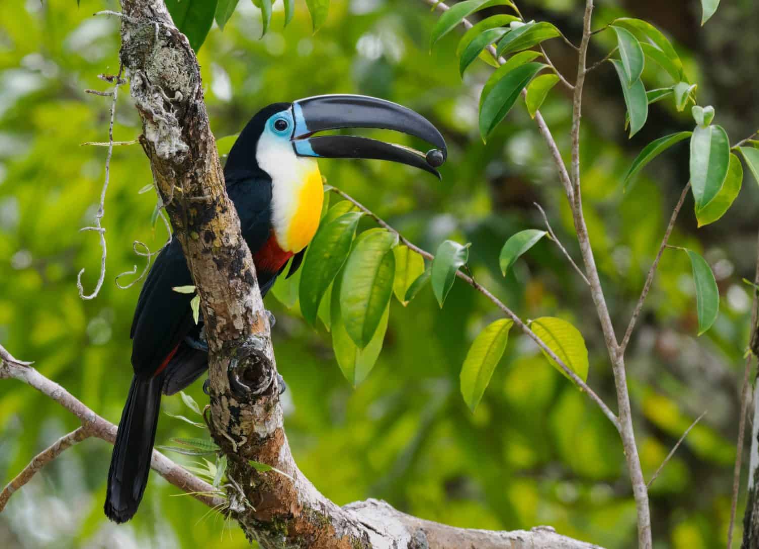 Channel-billed toucan perched on branch in jungle