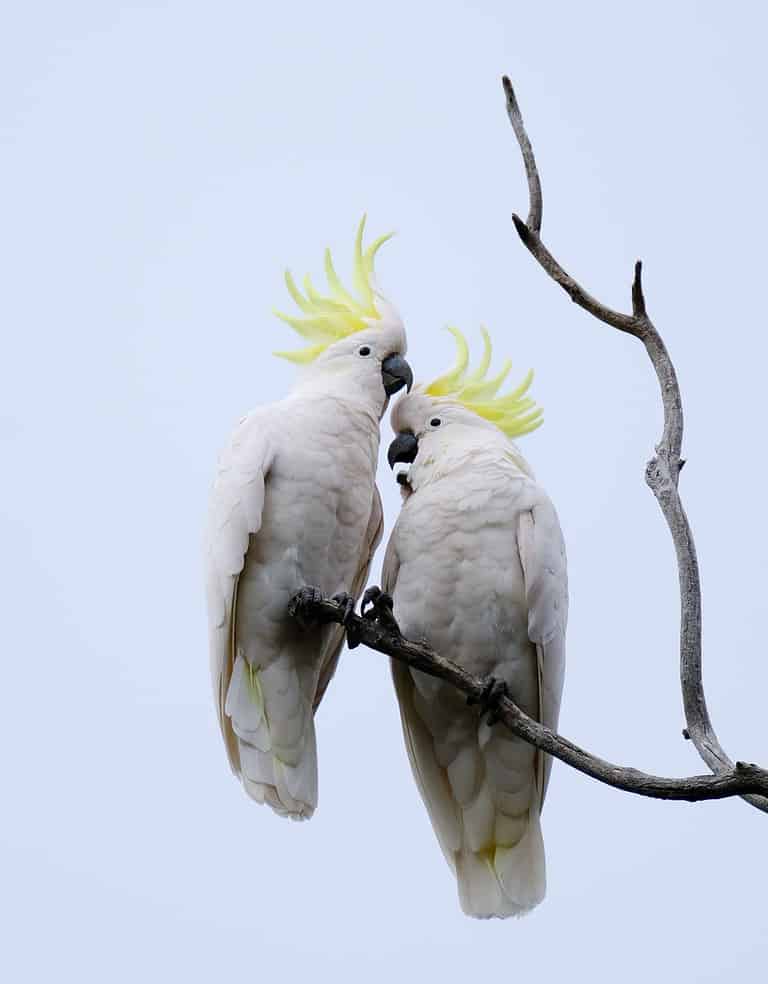 A vertical low angle shot of two sulphur-crested cockatoo birds on a branch together