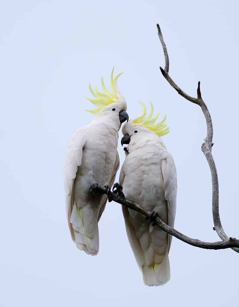A vertical low angle shot of two sulphur-crested cockatoo birds on a branch together