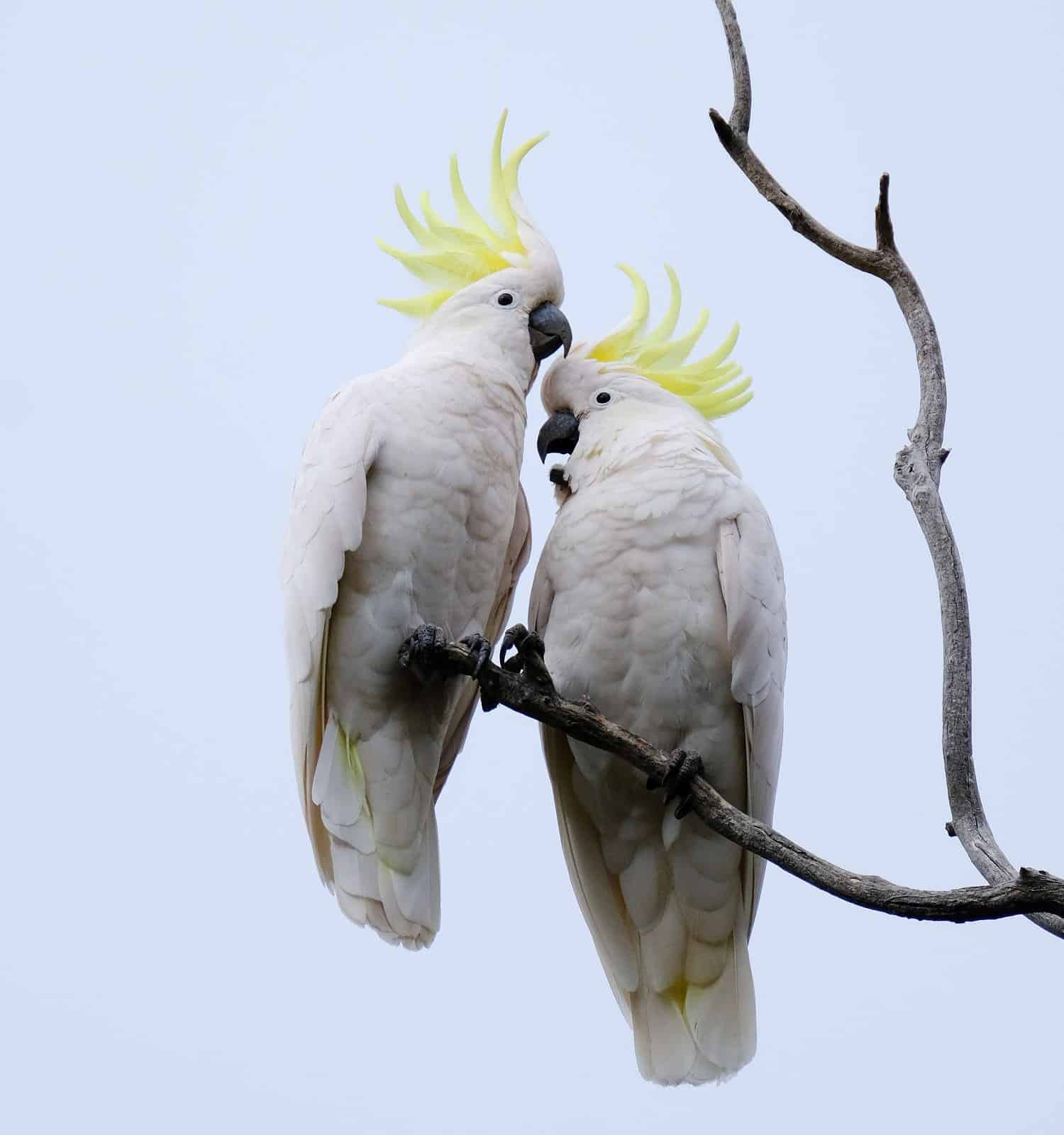 A vertical low angle shot of two sulphur-crested cockatoo birds on a branch together