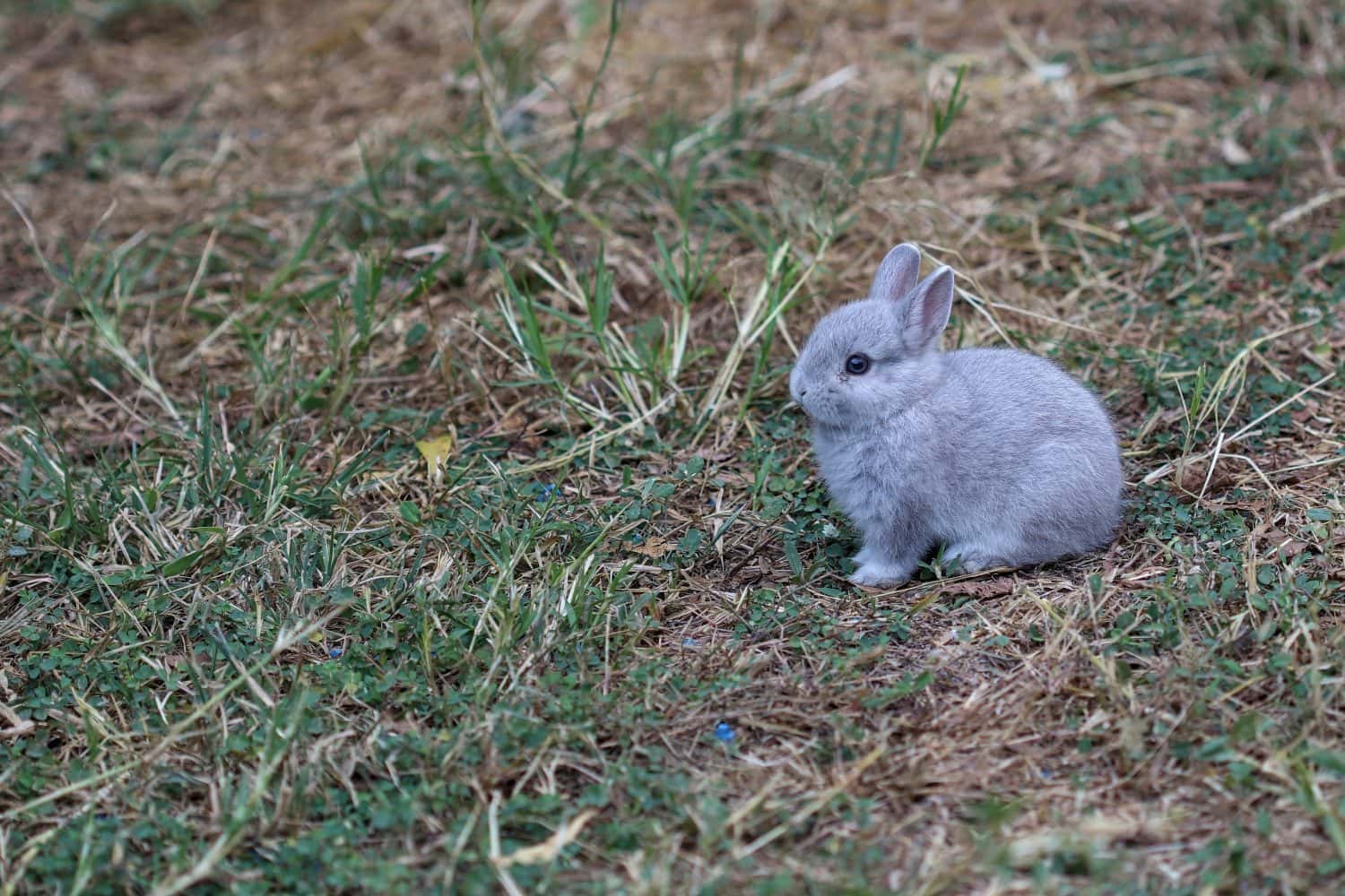 Netherland Dwarf rabbit sitting in the lawn