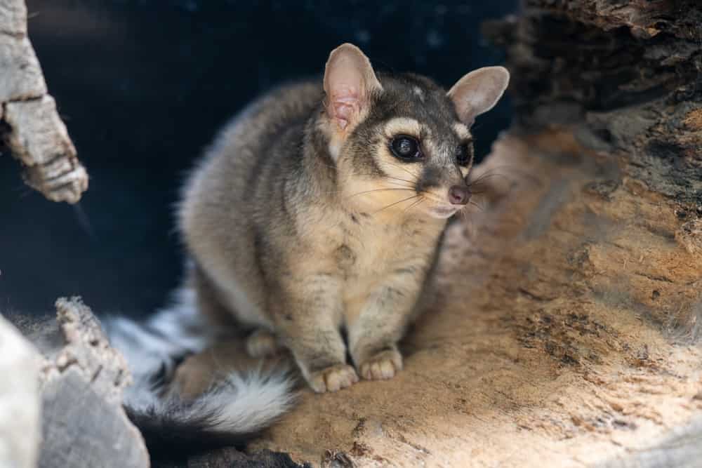 A ringtail at the OC Zoo.