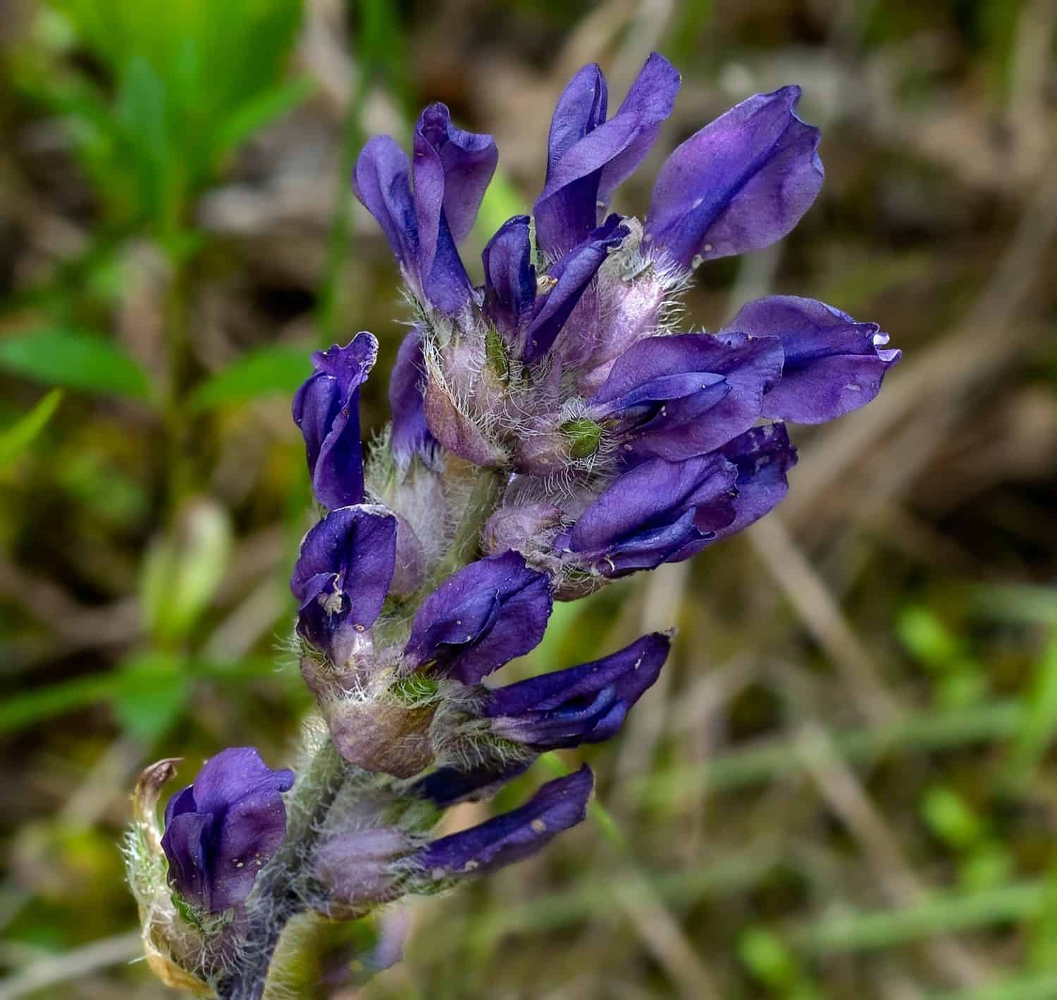 A macro  photo of the flower spike of Nashville Breadroot, Pediomelum subacaule, in the cedar glades of middle Tennessee. This wildflower is endemic to limestone glades. The flowers are a dark purple 