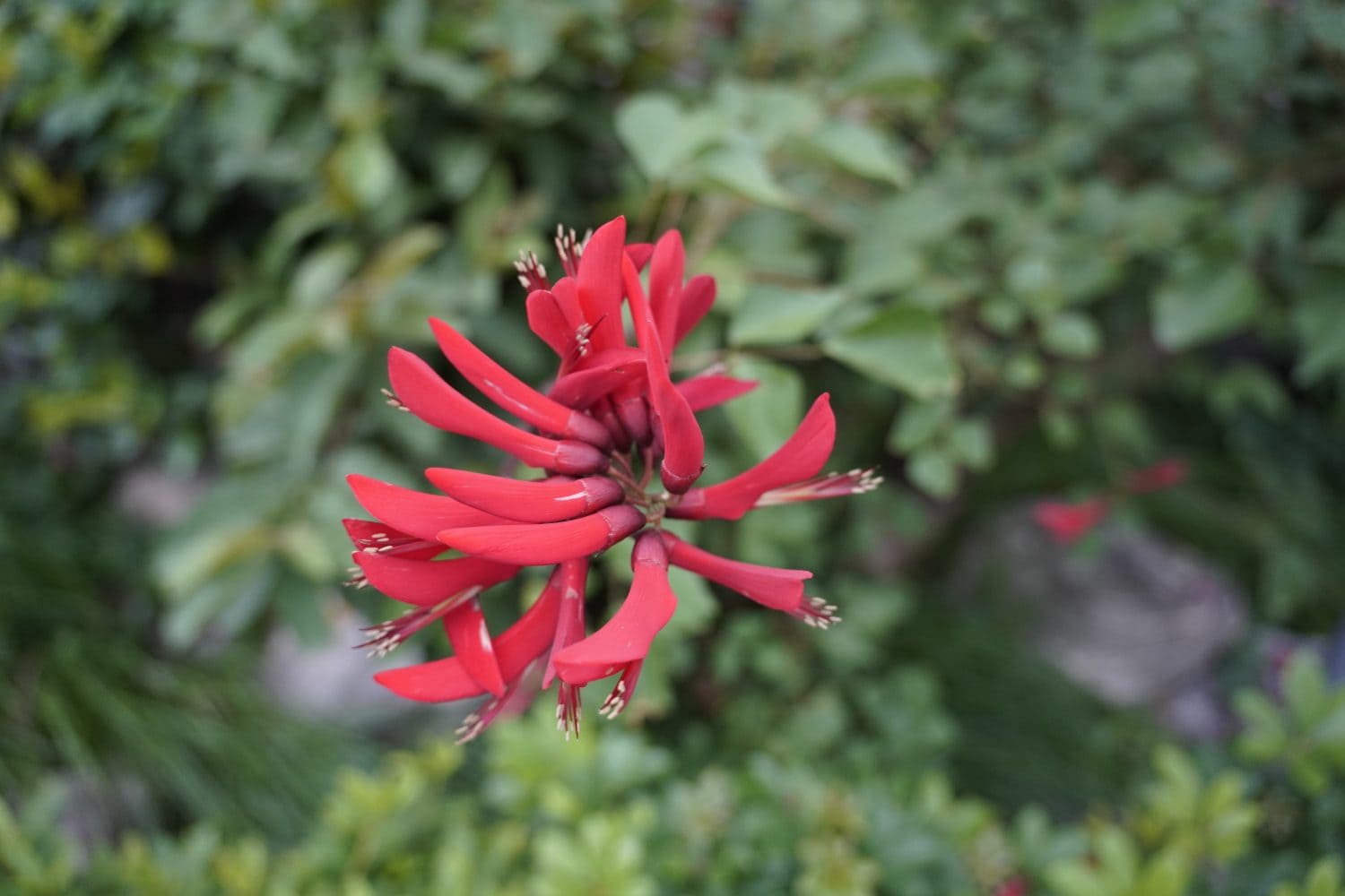Erythrina herbacea, commonly known as the coral bean, Cherokee bean