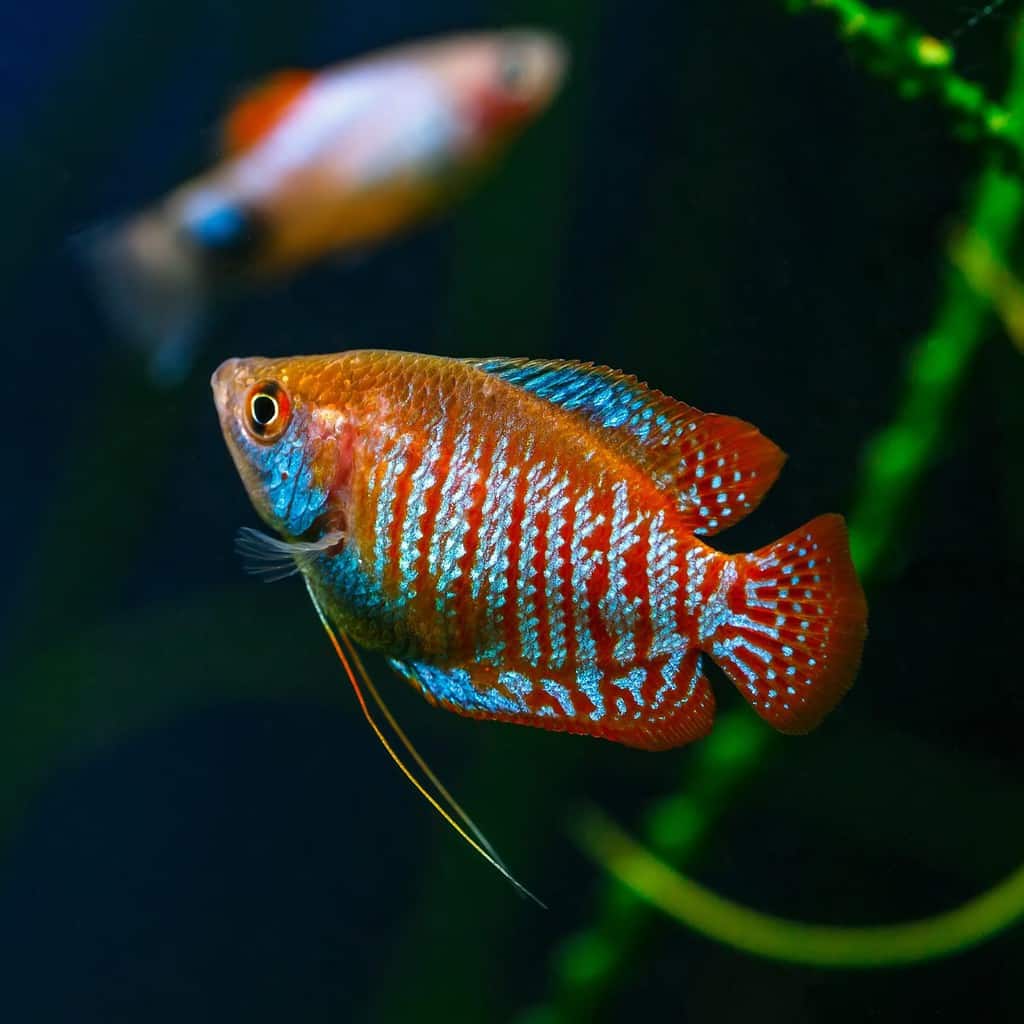 A green beautiful planted tropical freshwater aquarium with fishes. Dwarf gourami (Colisa lalia) fish in a home aquarium, lalius close-up