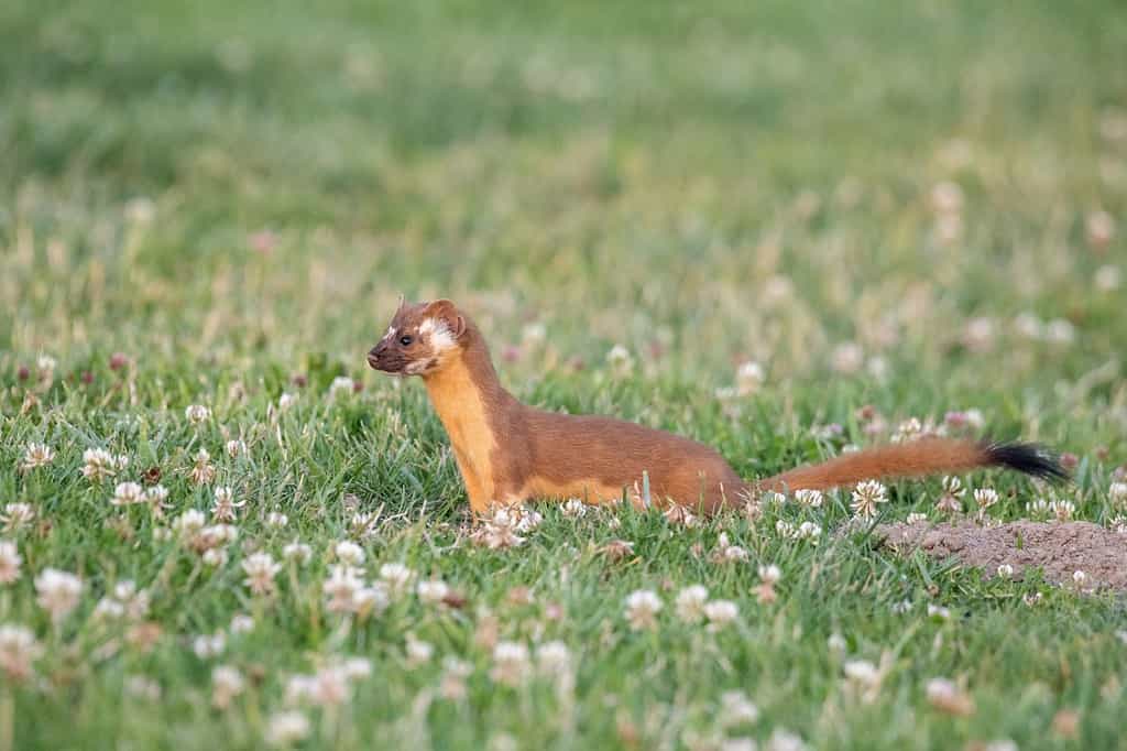 Long-tailed weasel closeup in field