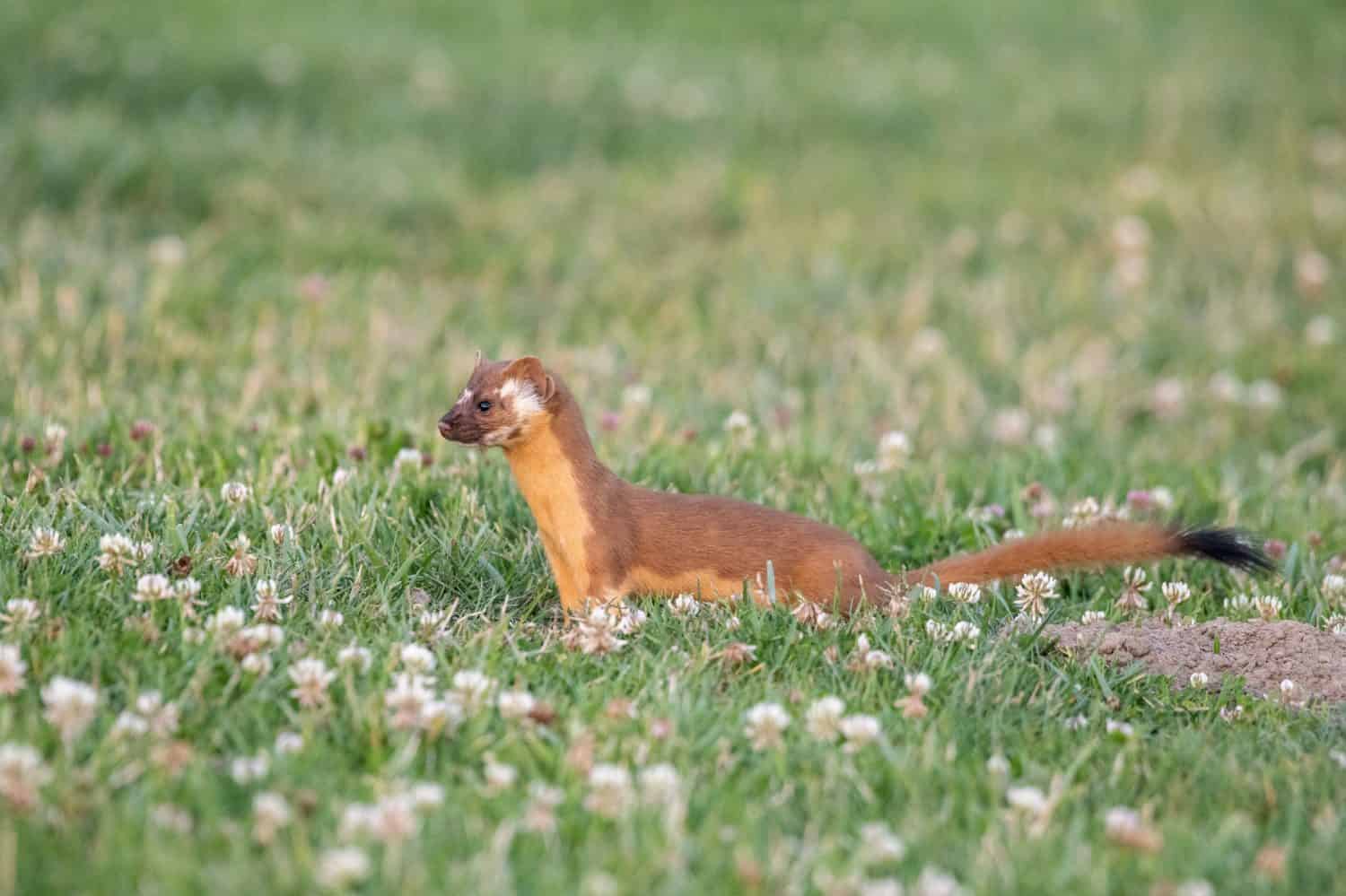 Long-tailed weasel closeup in field 