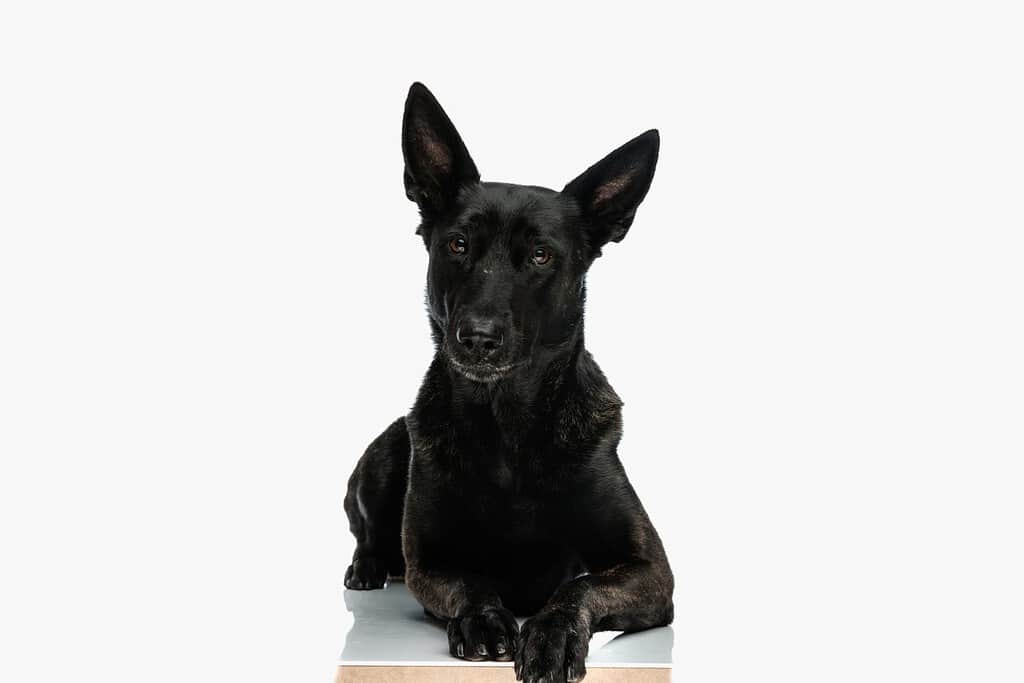 cute dutch shepherd dog looking forard while laying down and posing in front of white background in studio