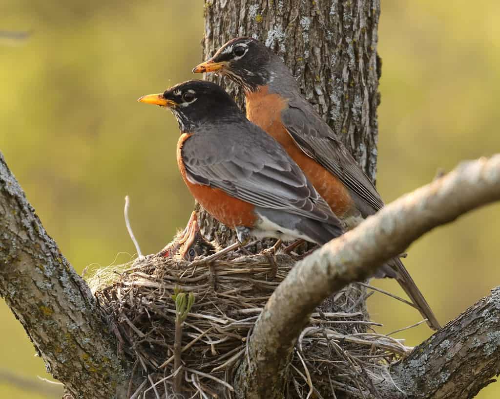 american robin nesting with chicks