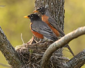 Where Do Robins Nest? Picture