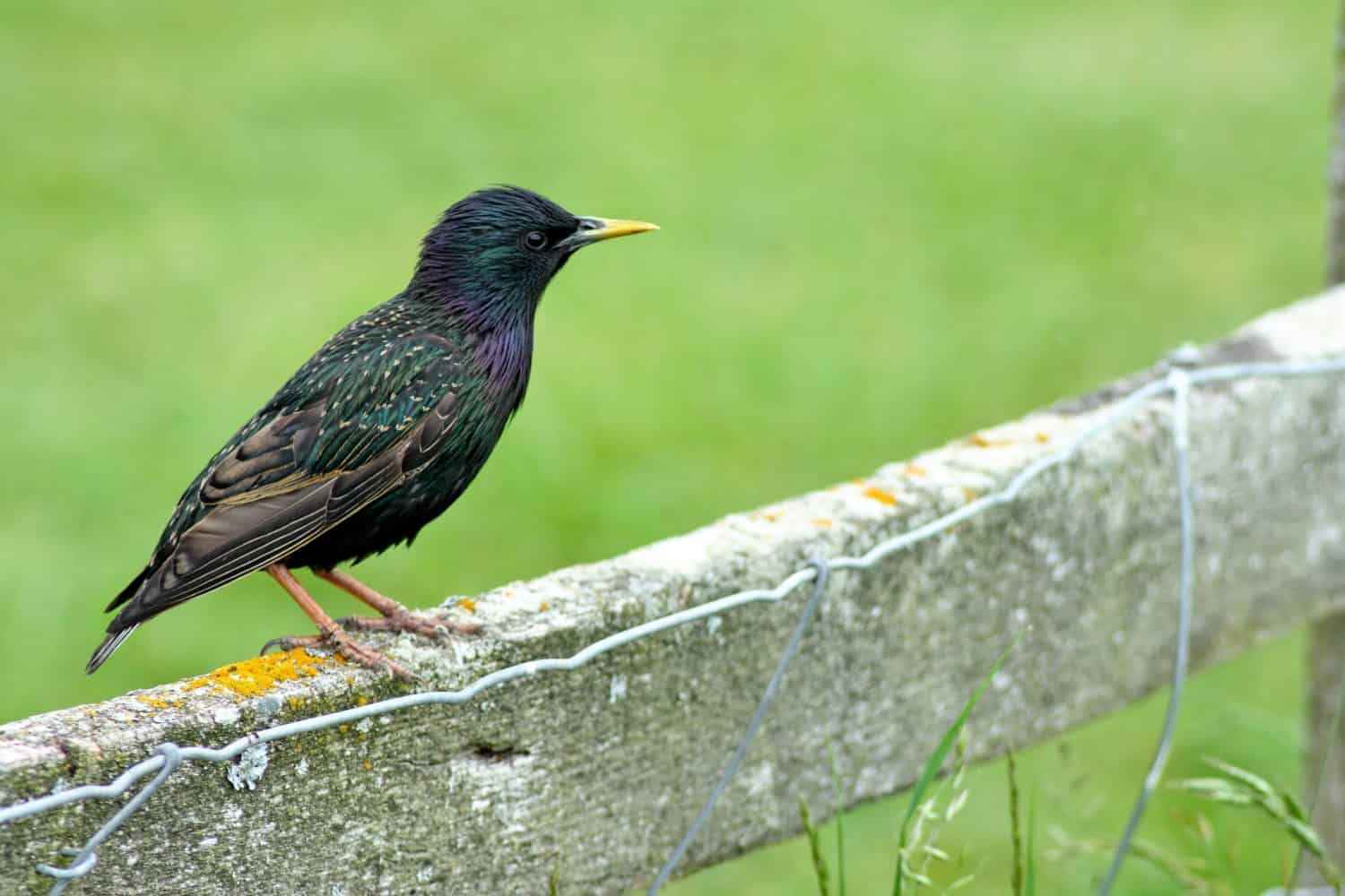 The common starling (Sturnus vulgaris), also known as the European starling, or in the British Isles just the starling, is a medium-sized passerine bird in the starling family, Sturnidae.