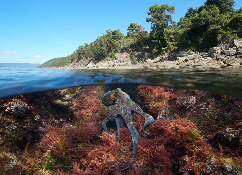 Octopus underwater in the ocean and Atlantic coastline, split level view over and under water surface, Spain, Galicia, Rias Baixas
