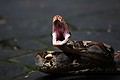 Python Swallowing Food Discover How a Python Has the Ability to Devour a 150-Pound Animal - A ...