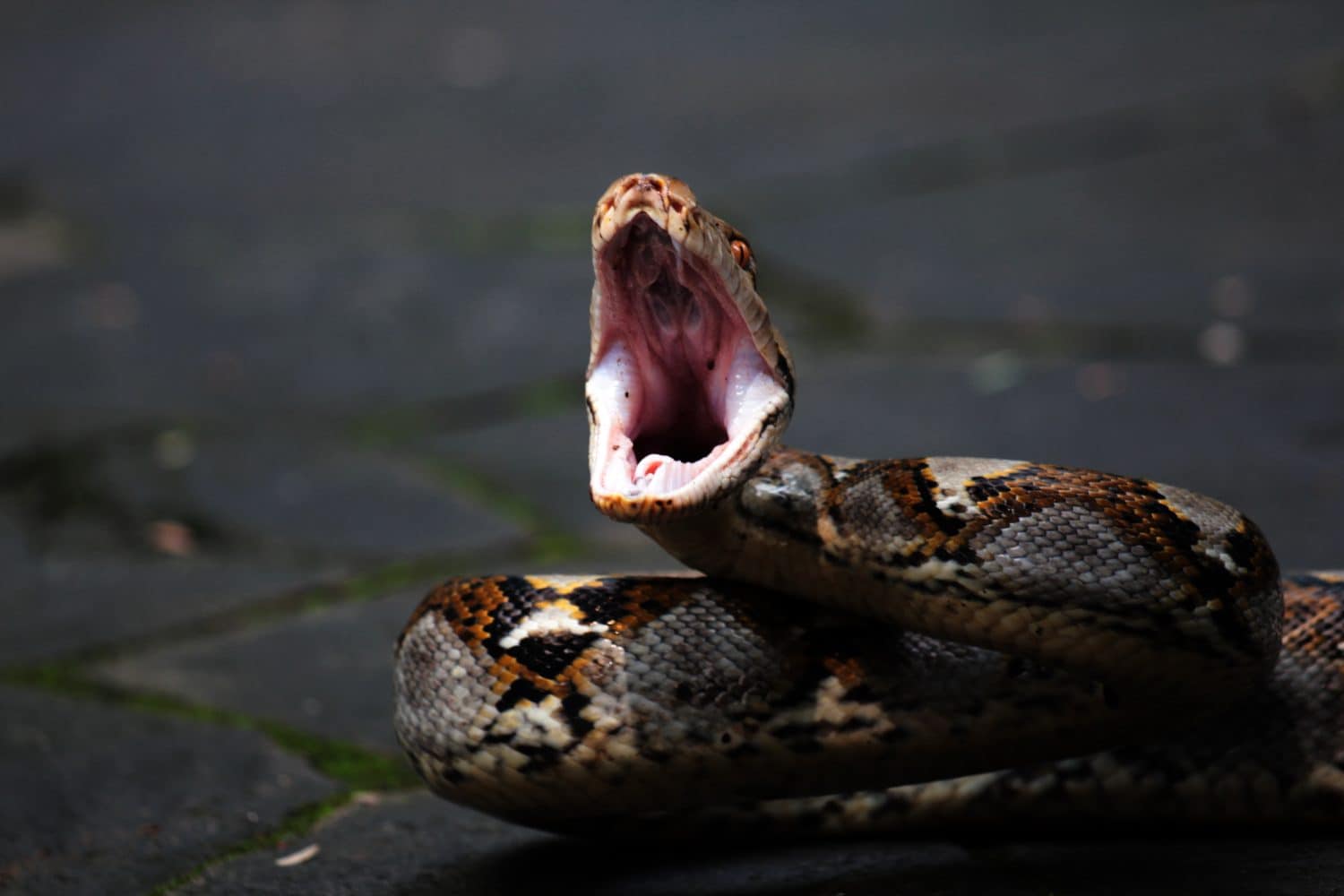 Pythons open their jaws wide ready to attack.