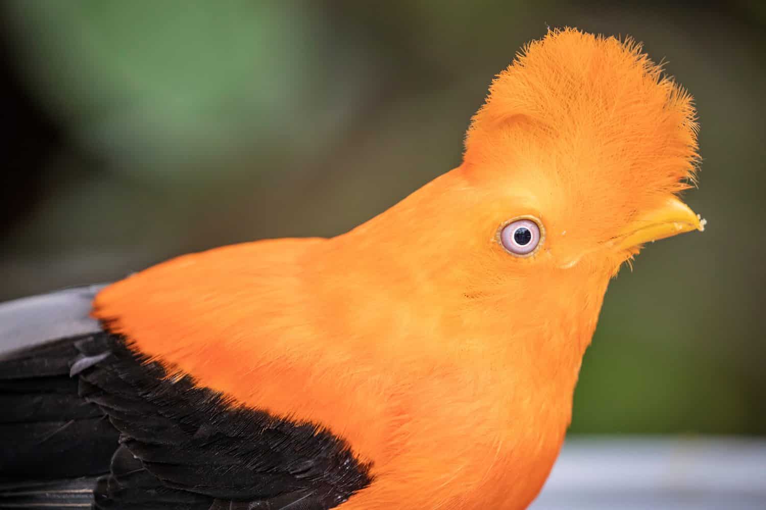 The male Andean cock-of-the-rock (Rupicola peruvianus) is a large passerine bird of the cotinga family native to Andean cloud forests in South America. It is regarded as the national bird of Peru