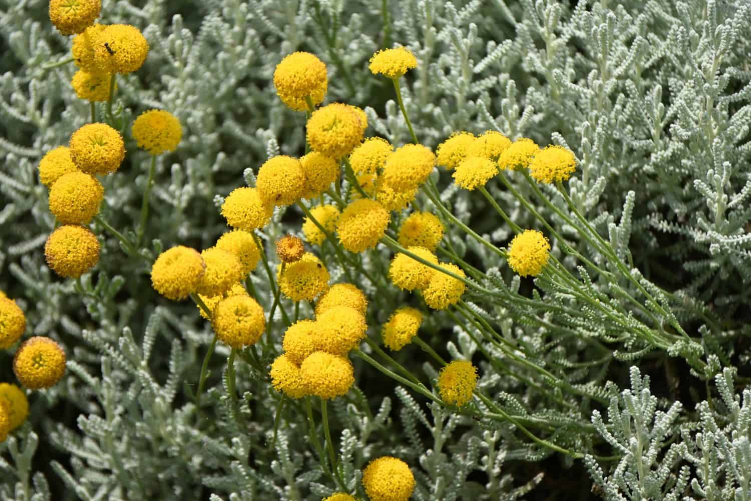Santolina ( Cotton lavender ) flowers. Asteraceae evergreen shrub herb. Blooms from May to July.