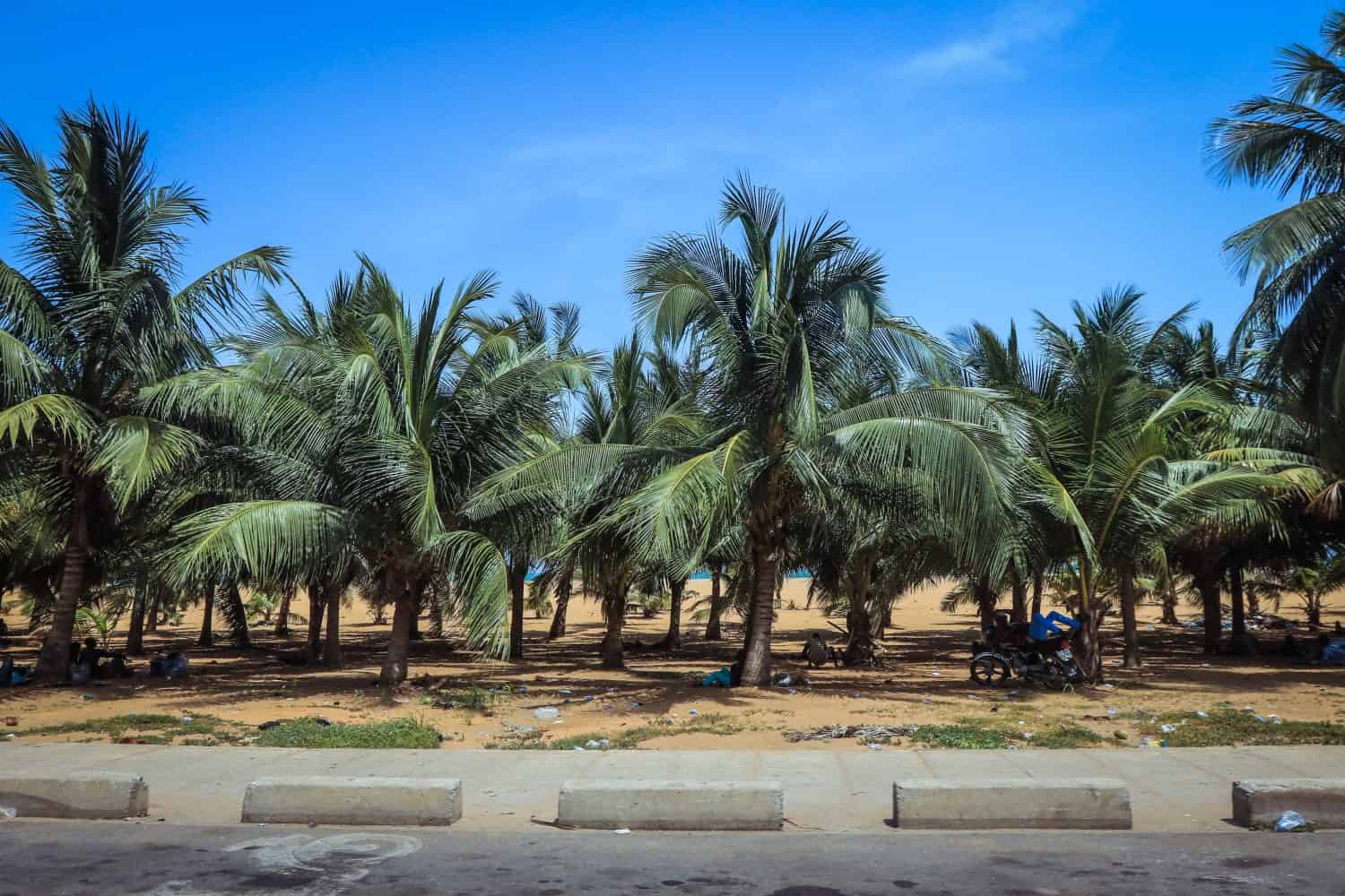 Ocean Seaside with the Palm Trees and Sandy Beach in Togo, West Africa