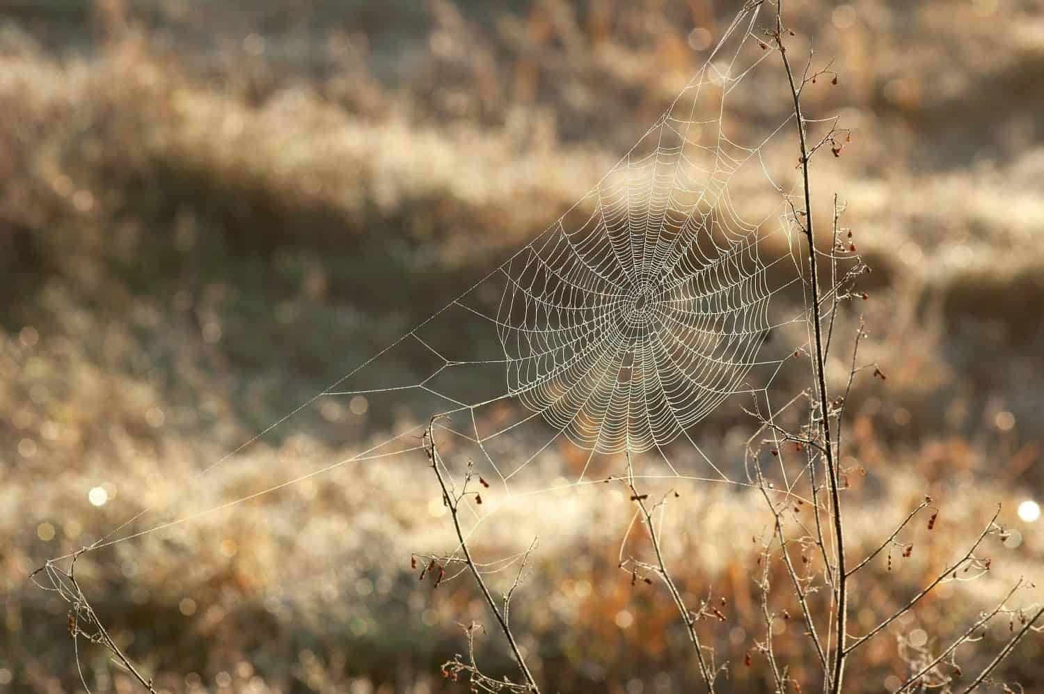 An orb spider web between two dried stems in a morning meadow. The web is anchored in a triangle frame and in sharp focus against a warm bokeh background. Interesting textures and highlights. 