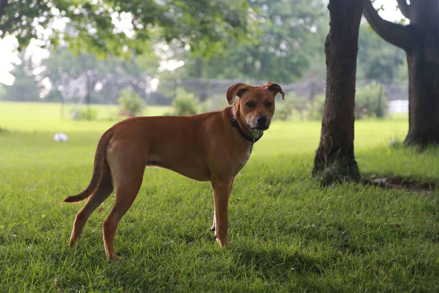 tan dog in backyard looking at camera