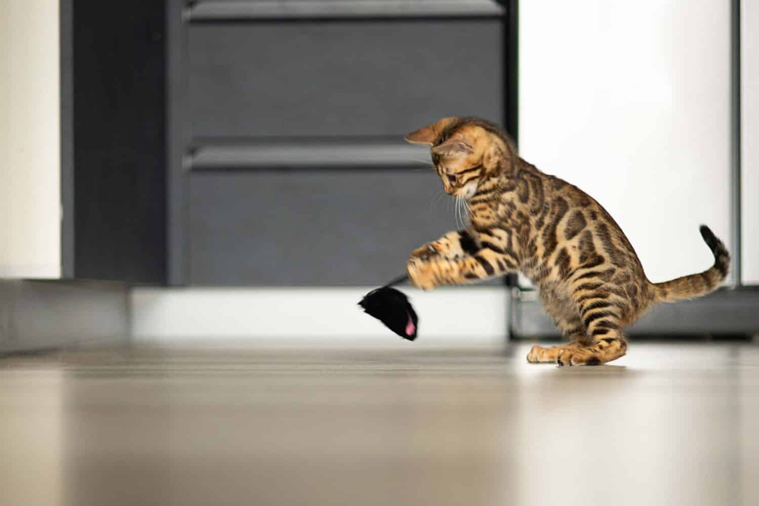 Bengal kitten plays with an artificial mouse on the floor
