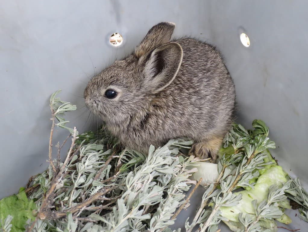 Pygmy Rabbit Relocation