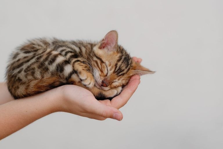 A cute little bengal kitten is sleeping curled up on the palm of hands of a child, close-up. Copy space